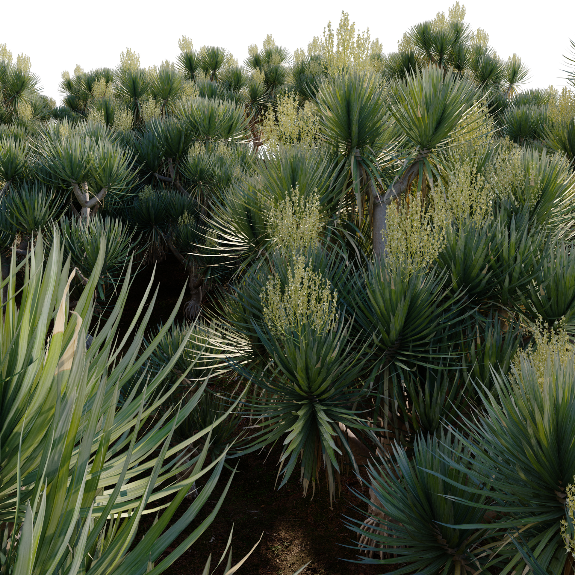 Dracaena cochinchinensis - Thai Dragon Tree (3D Model) - Image 4