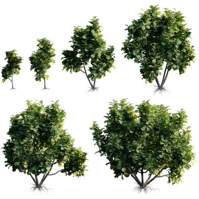 Ficus lyrata - Fiddle-leaf fig - Banjo fig (3D Model)