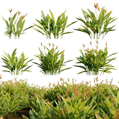 Heliconia psittacorum - Parakeet Flower (3D Model)