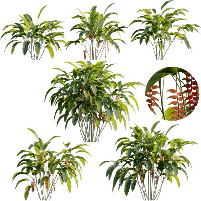 Heliconia rostrata - Lobster Claw (3D Model)