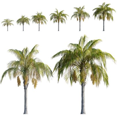 Syagrus romanzoffiana - Queen Palm (3D Model)