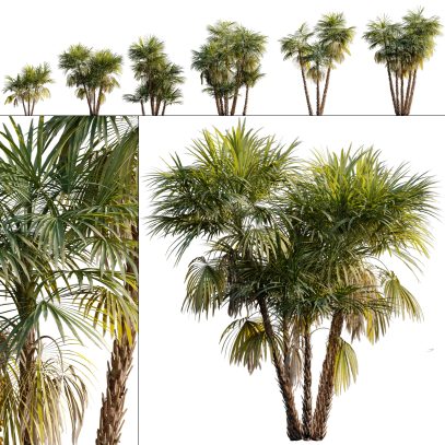 Acoelorrhaphe wrightii - Paurotis palm - Everglades palm (3D Model)