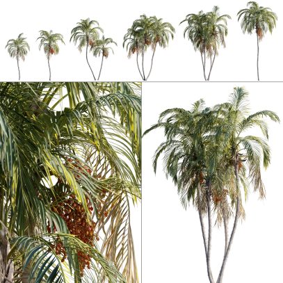Bactris gasipaes - Peach palm (3D Model)
