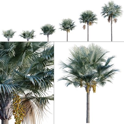 Bismarckia nobilis - Bismarck Palm - Silver Palm (3D Model)