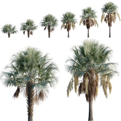 Brahea armata - Mexican Blue Palm (3D Model)
