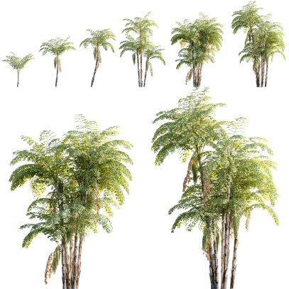 Caryota mitis - Clustering fishtail palm (3D Model)