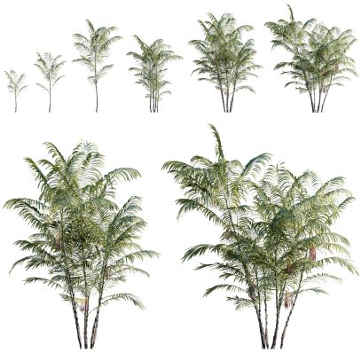 Chamaedorea costaricana - Costa Rican Bamboo Palm (3D Model)