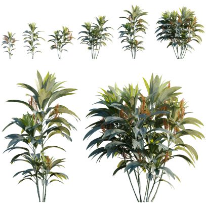 Chamaedorea metallica - Metallic Palm (3D Model)