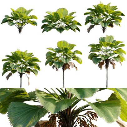 Licuala grandis - Ruffled Fan Palm (3D Model)