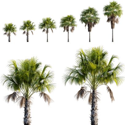 Washingtonia robusta - Mexican fan palm (3D Model)