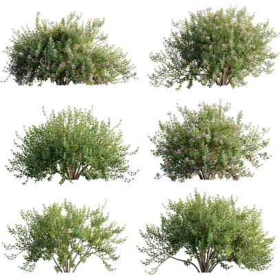 Abelia grandiflora - Glossy Abelia (3D Model)