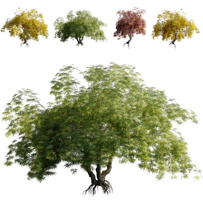 Acer palmatum - Japanese maple (3D Model)
