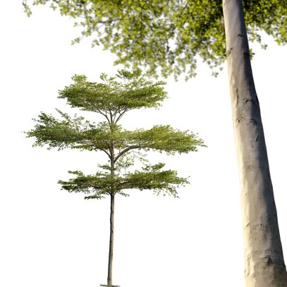 Terminalia mantaly - Madagascar almond tree 01 (3D Model)