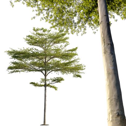 Terminalia mantaly - Madagascar almond tree 02 (3D Model)