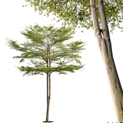 Terminalia mantaly - Madagascar almond tree 03 (3D Model)