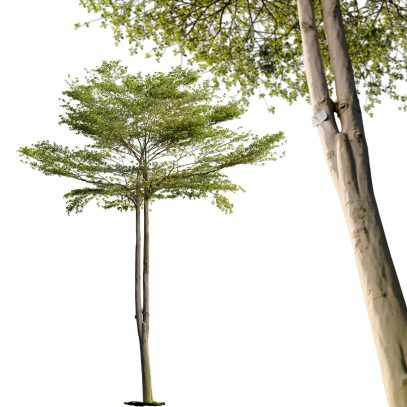 Terminalia mantaly - Madagascar almond tree 04 (3D Model)