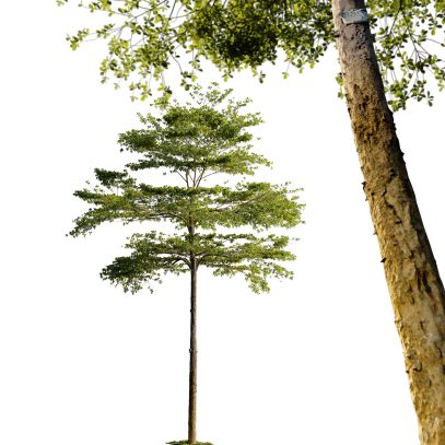 Terminalia mantaly - Madagascar almond tree 05 (3D Model)
