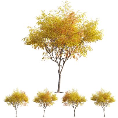 Acer palmatum - Japanese maple 03 (3D Model)