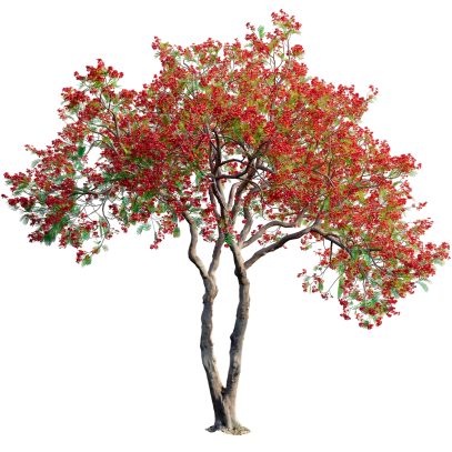 Delonix regia - Royal poinciana 01 (3D Model)