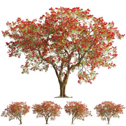 Delonix regia - Royal poinciana 02 (3D Model)