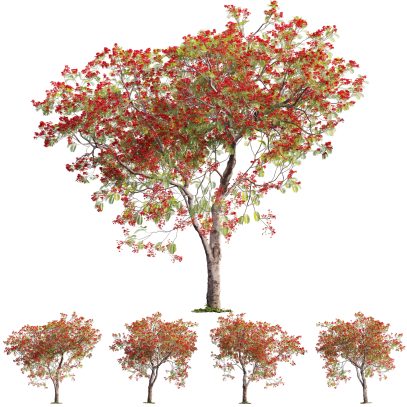 Delonix regia - Royal poinciana 03 (3D Model)