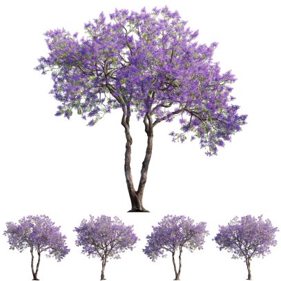 Jacaranda mimosifolia - Blue jacaranda 01 (3D Model)