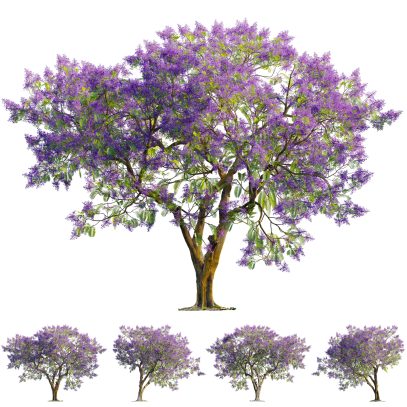 Jacaranda mimosifolia - Blue jacaranda 02 (3D Model)