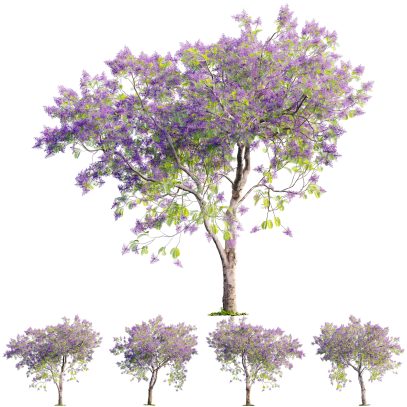 Jacaranda mimosifolia - Blue jacaranda 03 (3D Model)