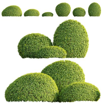 Buxus sempervirens - European box 02 - VFX (3D Model)