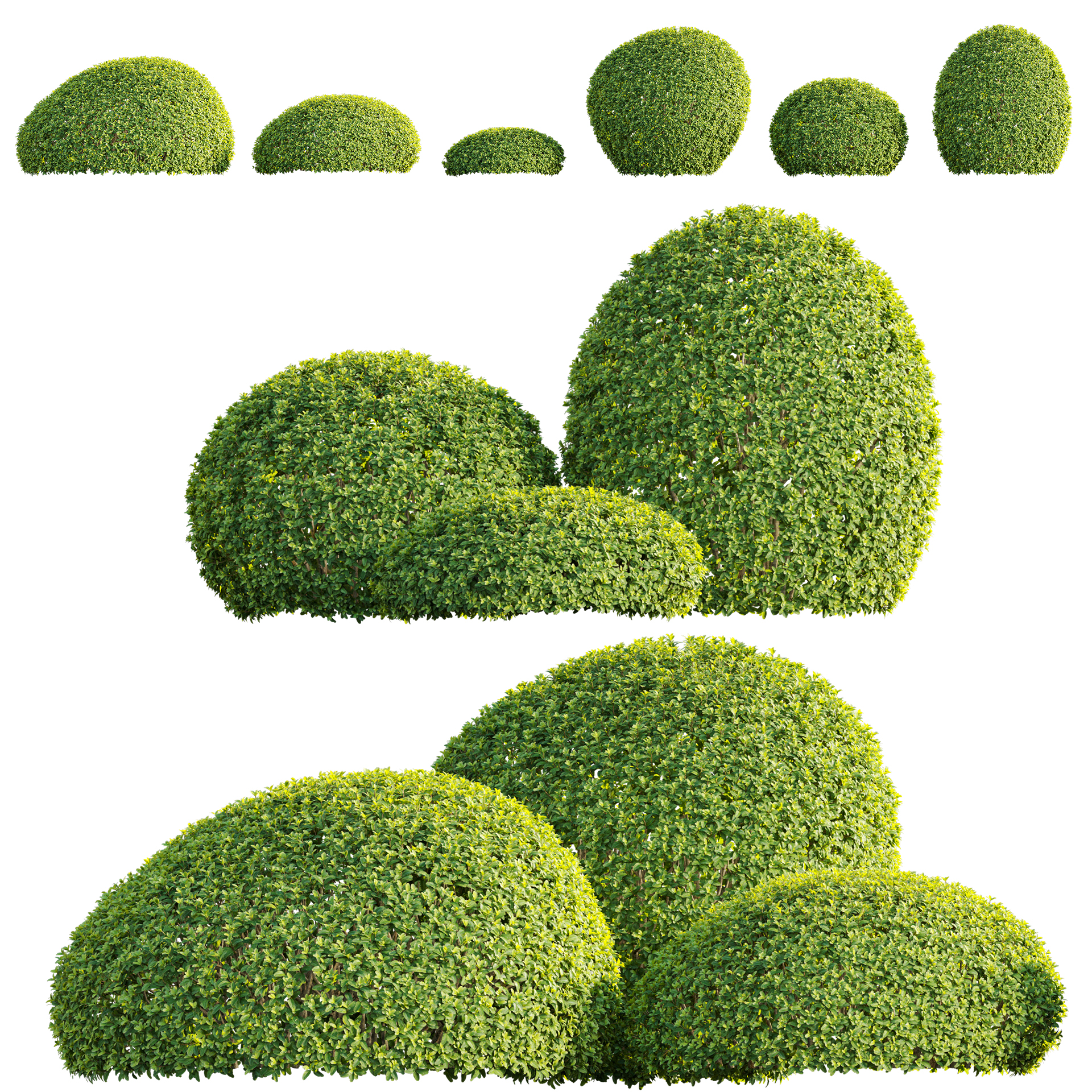 Buxus sempervirens - European box 02 - VFX (3D Model)