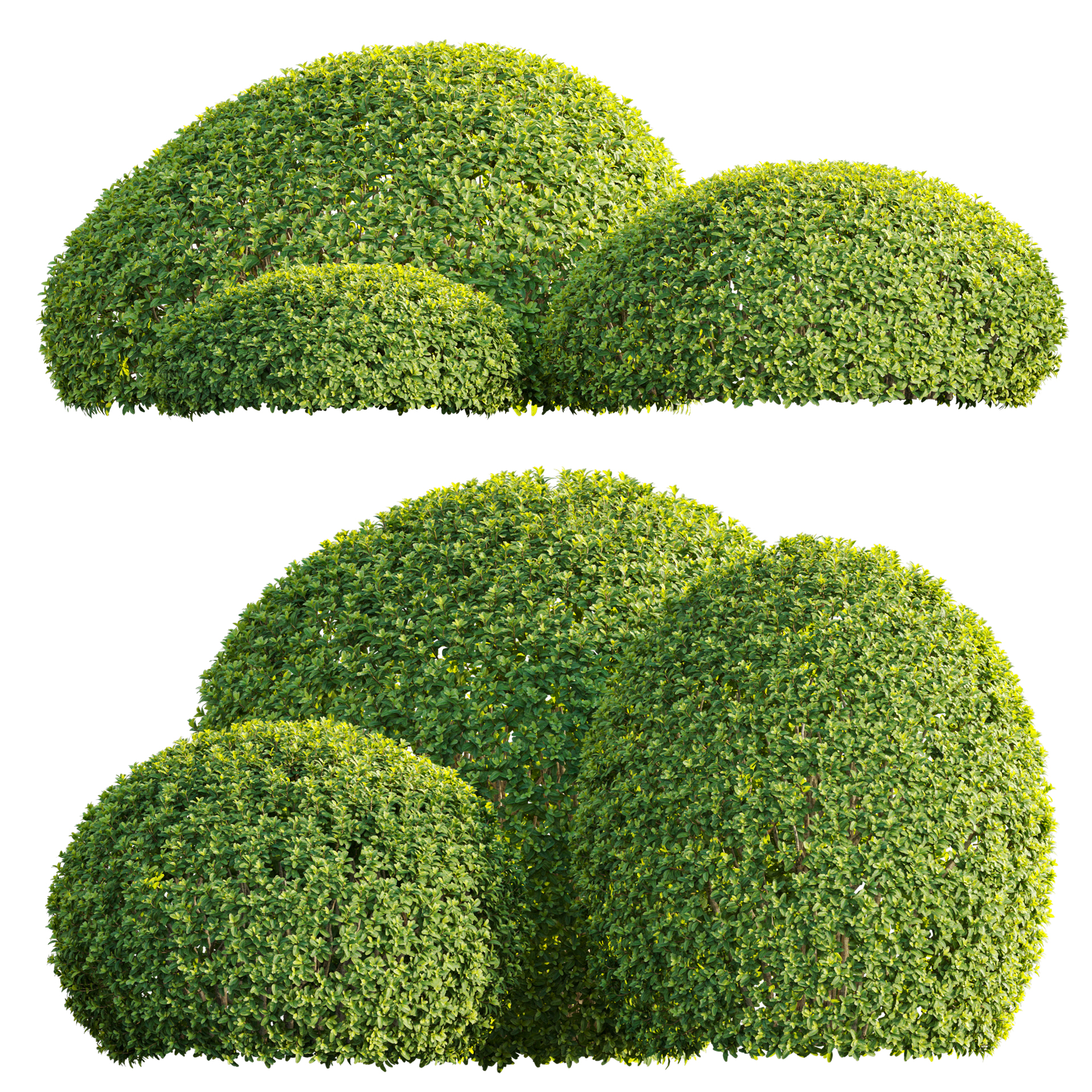 Buxus sempervirens - European box 02 - VFX (3D Model) - Image 2