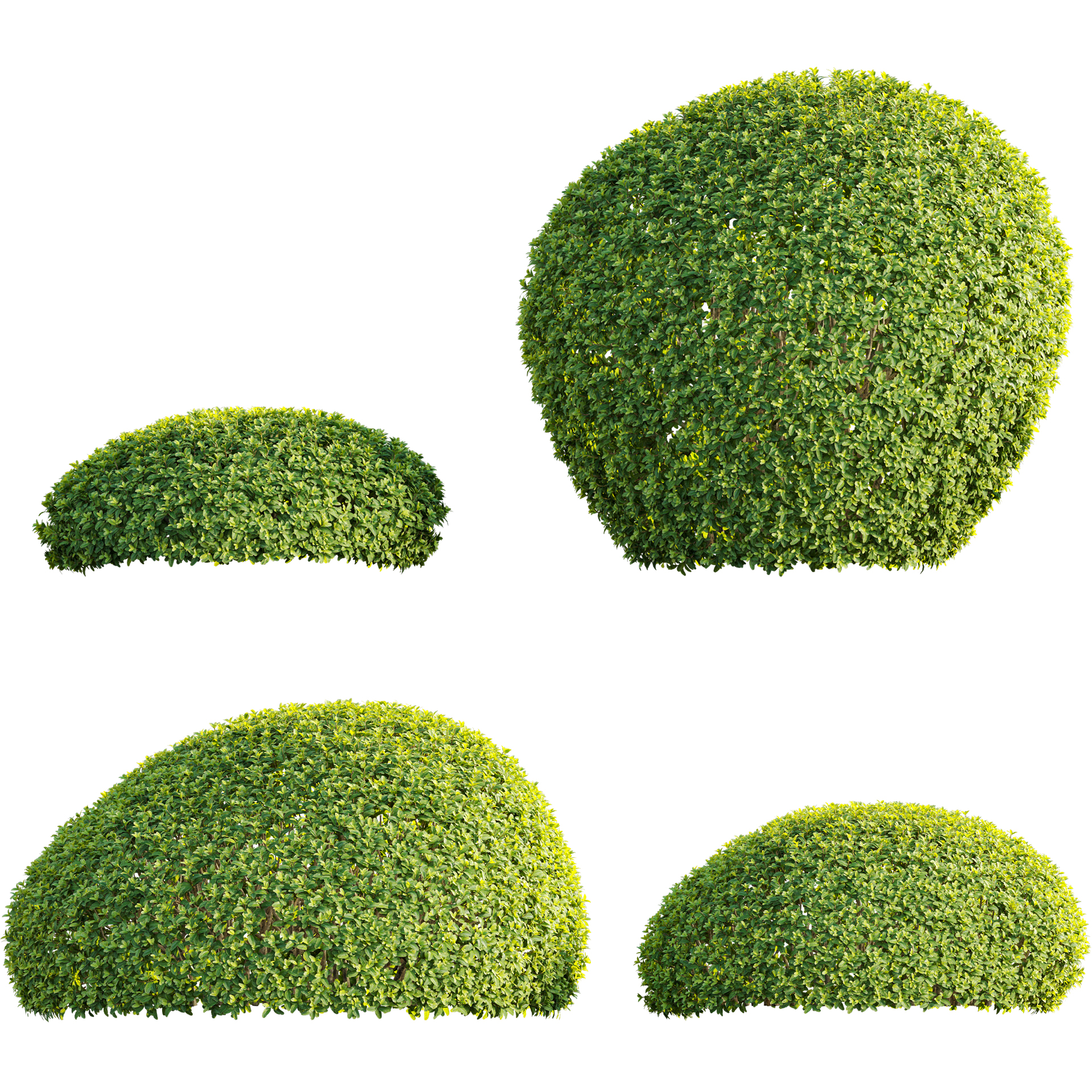 Buxus sempervirens - European box 02 - VFX (3D Model) - Image 3