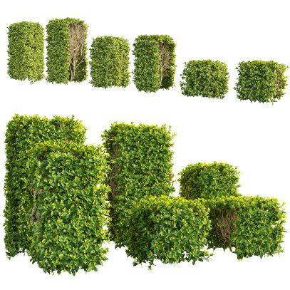 Buxus sempervirens - European box 03 - VFX (3D Model)