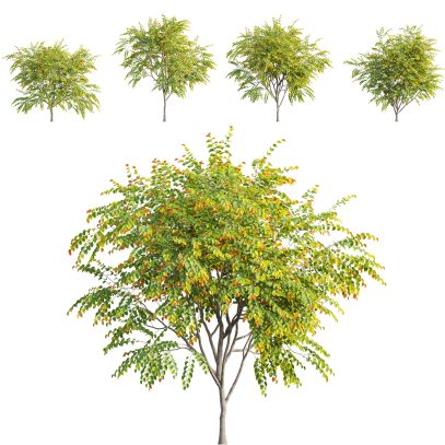 VFX - Cercis canadensis - Eastern redbud (3D Model)