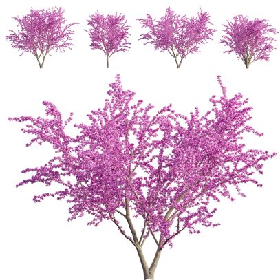 VFX - Cercis canadensis - Eastern redbud - Flower (3D Model)