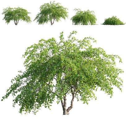 VFX - Cotoneaster salicifolius - Willowleaf cotoneaster (3D Model)
