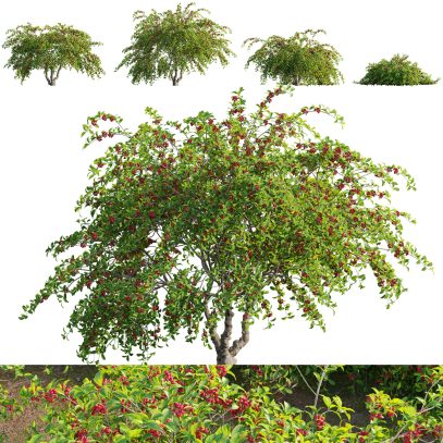 VFX - Cotoneaster salicifolius - Willowleaf cotoneaster 02 (3D Model)