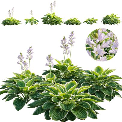 VFX - Hosta francee - Plantain lily (3D Model)